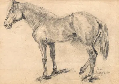 Pferdestudie by Август Кратцер, 1941 — digital art print download