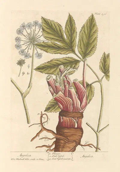 Angelica by Elizabeth Blackwell, 1739 — digital art print download