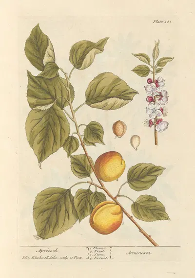 Apricock by Elizabeth Blackwell, 1739 — digital art print download