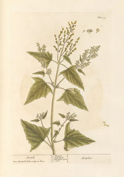 Arrach by Elizabeth Blackwell, 1739 — digital art print download