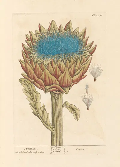 Artichoke by Elizabeth Blackwell, 1739 — digital art print download