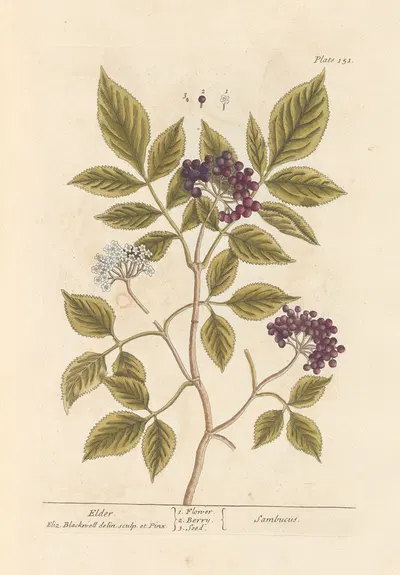 Elder by Elizabeth Blackwell, 1739 — digital art print download