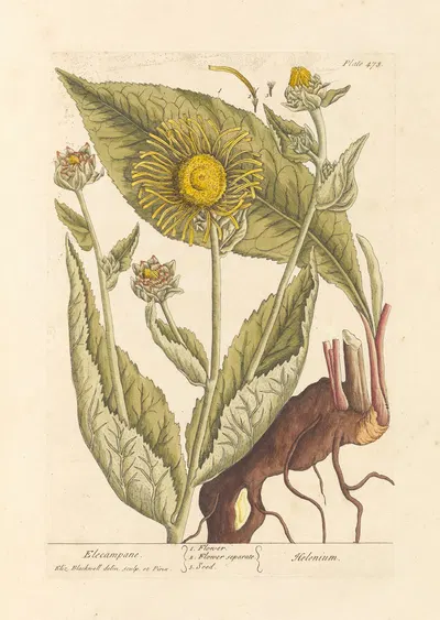 Elecampane by Elizabeth Blackwell, 1739 — digital art print download