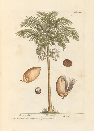 Indian nut by Elizabeth Blackwell, 1739 — digital art print download