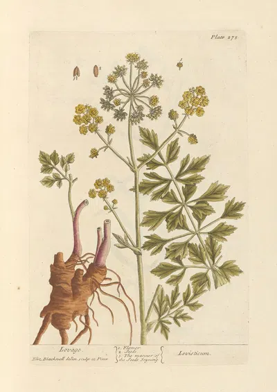 Lovage by Elizabeth Blackwell, 1739 — digital art print download