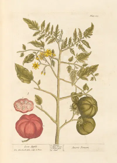 Love apple by Elizabeth Blackwell, 1739 — digital art print download