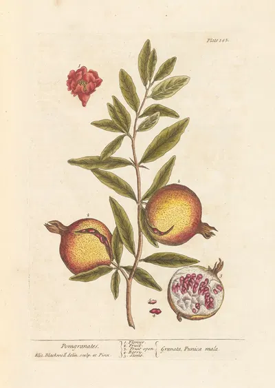 Pomgranates. by Elizabeth Blackwell, 1739 — digital art print download