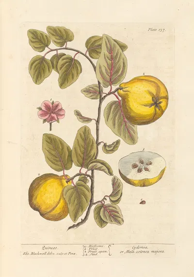 Quinces by Elizabeth Blackwell, 1739 — digital art print download