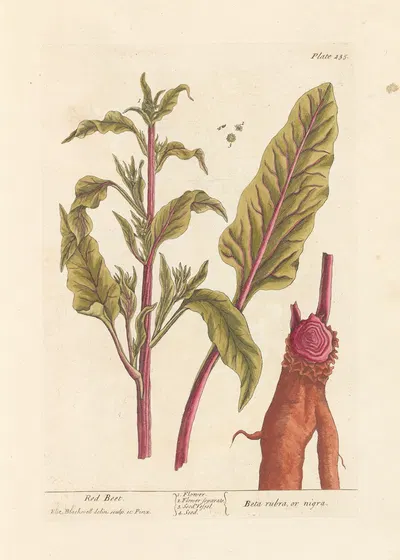 Red beet by Elizabeth Blackwell, 1739 — digital art print download