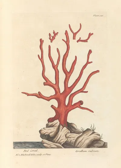 Red coral by Elizabeth Blackwell, 1739 — digital art print download