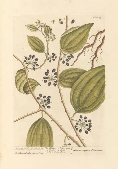 Sarsaparilla of America by Elizabeth Blackwell, 1739 — digital art print download