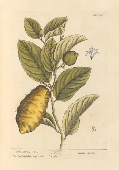The citron tree by Elizabeth Blackwell, 1739 — digital art print download