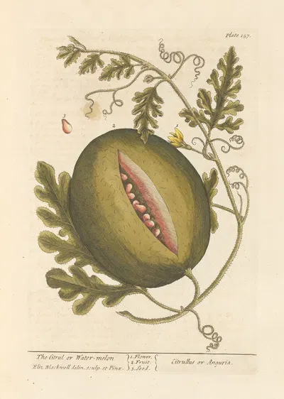 The citrul or water-melon by Elizabeth Blackwell, 1739 — digital art print download