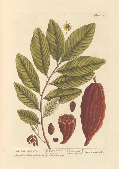 The coco nut tree by Elizabeth Blackwell, 1739 — digital art print download