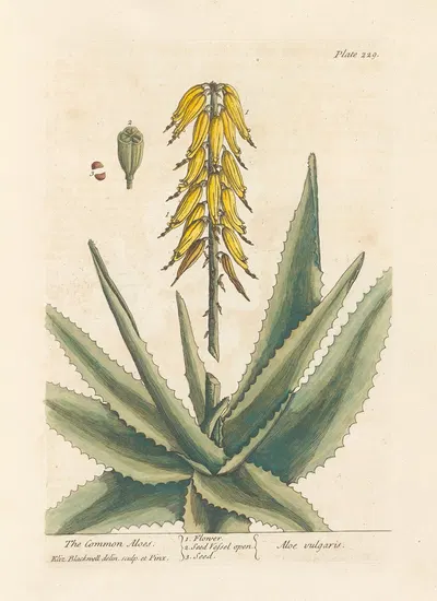 The common aloes by Elizabeth Blackwell, 1739 — digital art print download