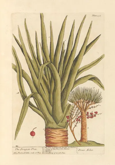 The dragon tree by Elizabeth Blackwell, 1739 — digital art print download