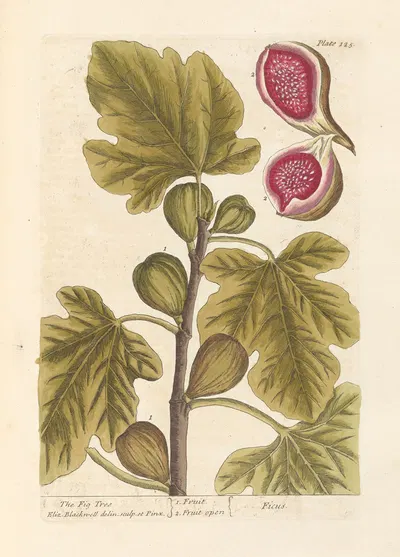 The fig tree by Elizabeth Blackwell, 1739 — digital art print download