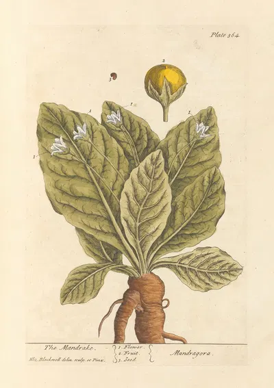 The mandrake by Elizabeth Blackwell, 1739 — digital art print download