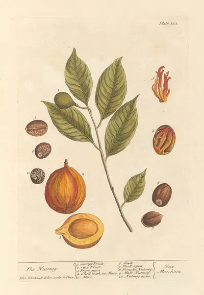 The nutmeg by Elizabeth Blackwell, 1739 — digital art print download