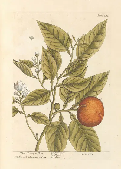 The orange tree by Elizabeth Blackwell, 1739 — digital art print download