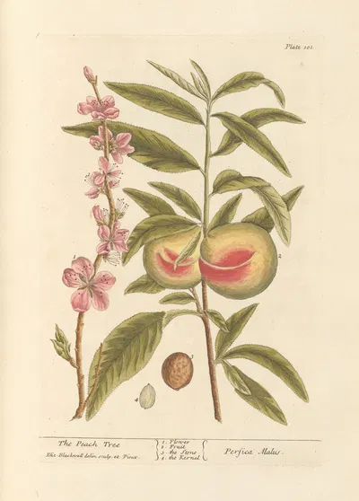 The peach tree by Elizabeth Blackwell, 1739 — digital art print download