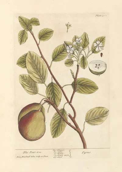 The pear tree by Elizabeth Blackwell, 1739 — digital art print download