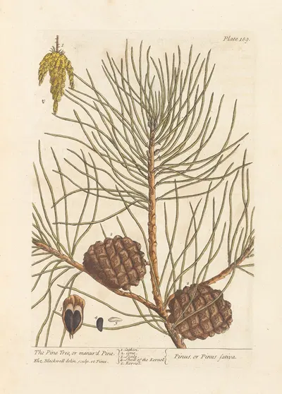 The pine tree, or manur'd pine by Elizabeth Blackwell, 1739 — digital art print download
