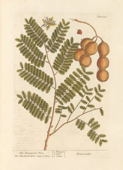 The tamarind tree by Elizabeth Blackwell, 1739 — digital art print download