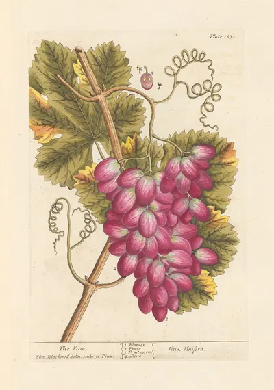 The vine by Elizabeth Blackwell, 1739 — digital art print download
