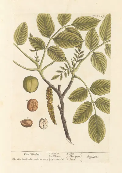 The wallnut by Elizabeth Blackwell, 1739 — digital art print download
