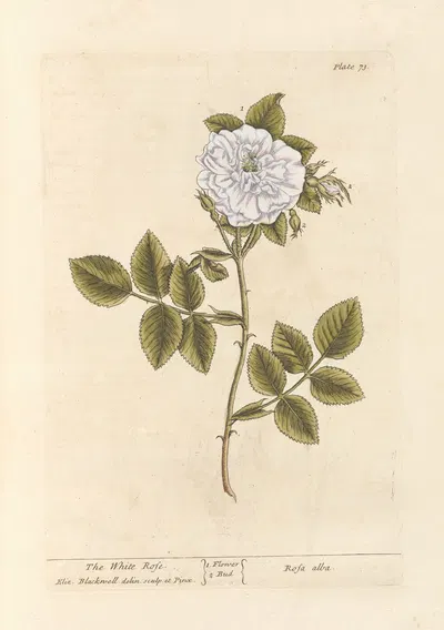 The white rose by Elizabeth Blackwell, 1739 — digital art print download
