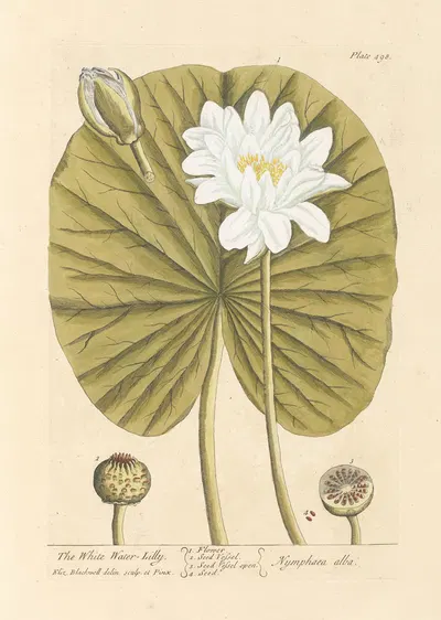 The white water lilly by Elizabeth Blackwell, 1739 — digital art print download