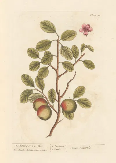 The wilding or crab tree by Elizabeth Blackwell, 1739 — digital art print download