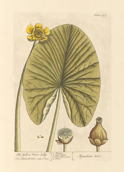The yellow water lilly by Elizabeth Blackwell, 1739 — digital art print download