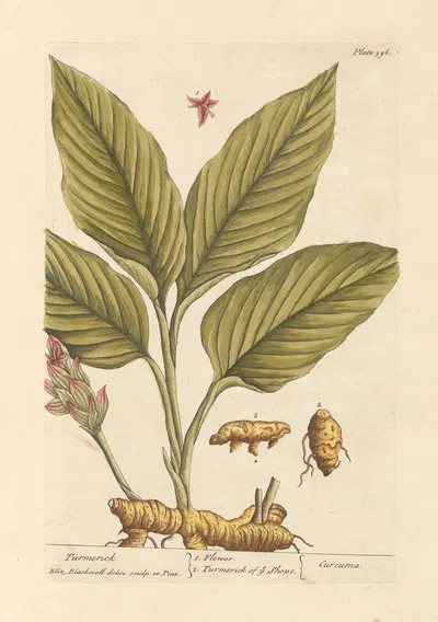 Turmerick by Elizabeth Blackwell, 1739 — digital art print download