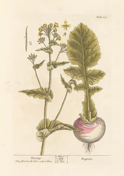 Turnep by Elizabeth Blackwell, 1739 — digital art print download