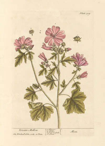 Vervain mallow by Elizabeth Blackwell, 1739 — digital art print download