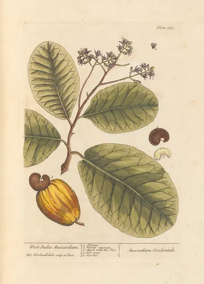 West India anacardium by Elizabeth Blackwell, 1739 — digital art print download