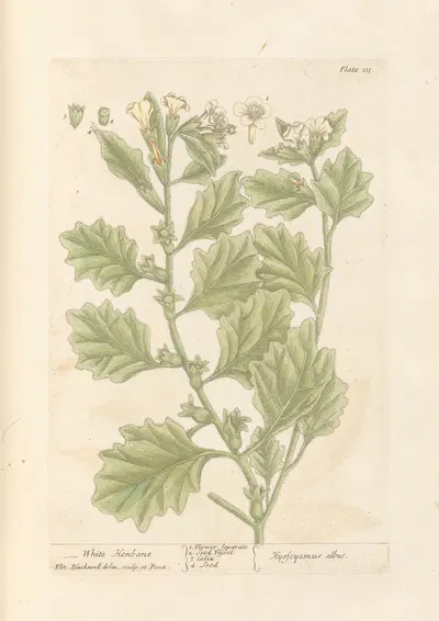 White henbane by Elizabeth Blackwell, 1739 — digital art print download