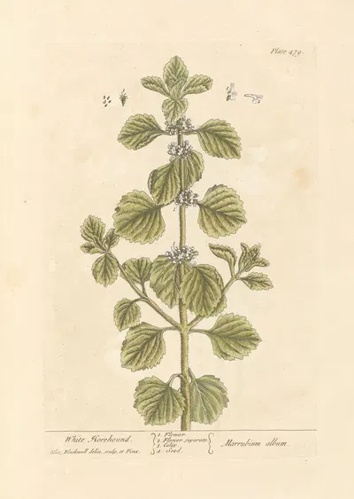 White horehound by Elizabeth Blackwell, 1739 — digital art print download