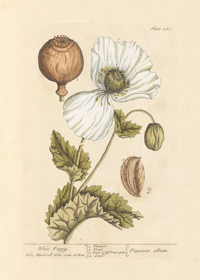 White poppy by Elizabeth Blackwell, 1739 — digital art print download