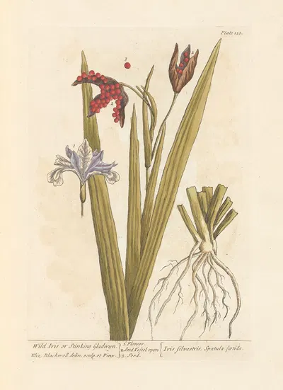 Wild iris or stinking gladwyn by Elizabeth Blackwell, 1739 — digital art print download