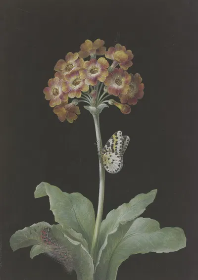 Orangerote Aurikel (Primula auricula) mit Stachelbeer-Harlekin und sich einspinnender Raupe by Barbara Regina Dietzsch —…