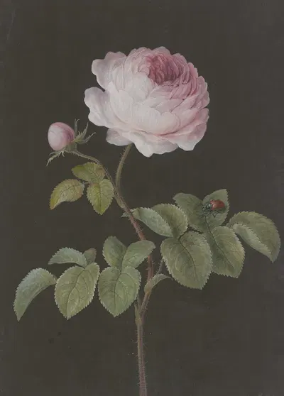 Rosa Rose (Rosa) mit einem braunen Käfer by Barbara Regina Dietzsch — digital art print download