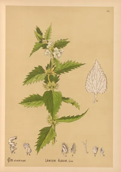 Medicinal Plants Pl.015 by Charles Frederick Millspaugh, 1892 — digital art print download