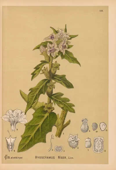 Medicinal Plants Pl.020 by Charles Frederick Millspaugh, 1892 — digital art print download