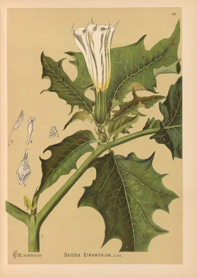 Medicinal Plants Pl.021 by Charles Frederick Millspaugh, 1892 — digital art print download