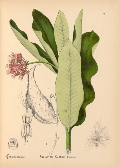 Medicinal Plants Pl.029 by Charles Frederick Millspaugh, 1892 — digital art print download