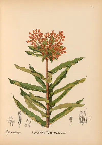 Medicinal Plants Pl.030 by Charles Frederick Millspaugh, 1892 — digital art print download