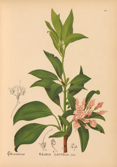Medicinal Plants Pl.034 by Charles Frederick Millspaugh, 1892 — digital art print download